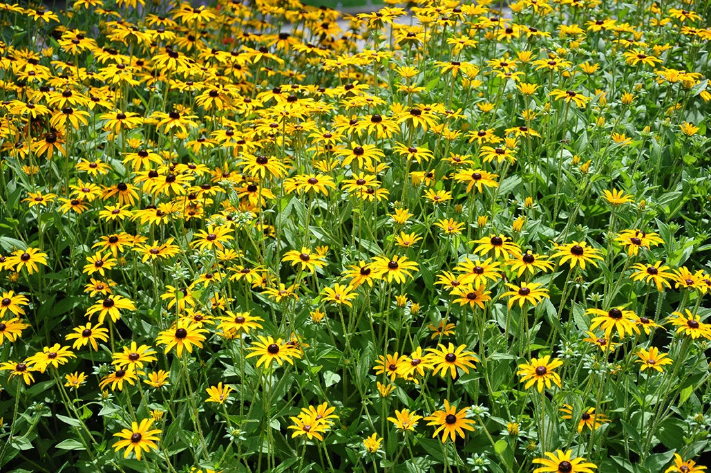 Bluff View Herb & Vegetable Garden — Bluff View Art District
